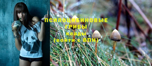 прущие грибы Аркадак